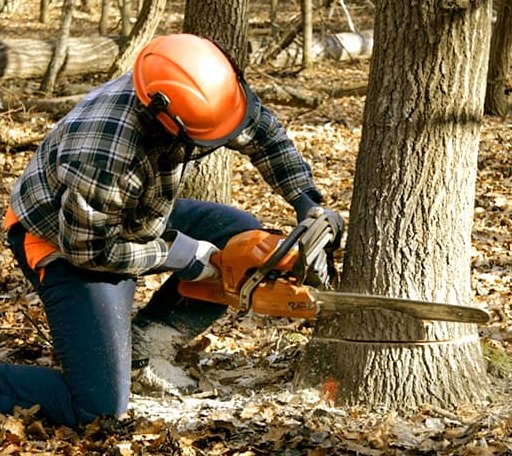 Tree Removal in Bethel, VT